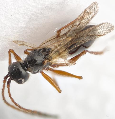 Réf. 296 526 : Glauraspidia microptera